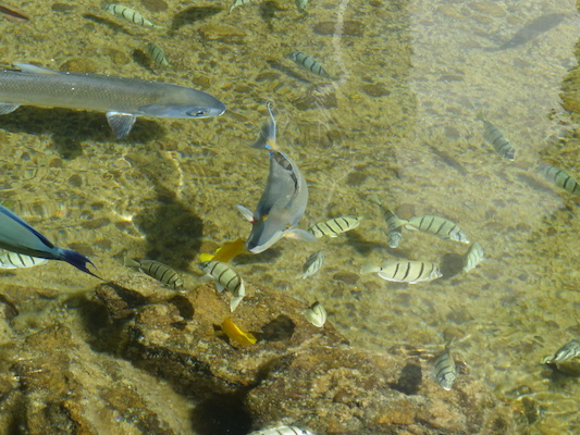 P1060778 (02-23-2017 10:31)