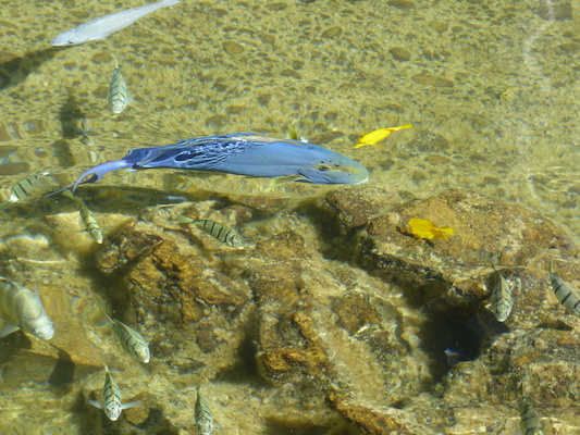 P1060779 (02-23-2017 10:31)