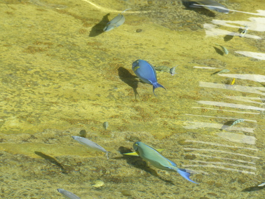 P1060780 (02-23-2017 10:32)