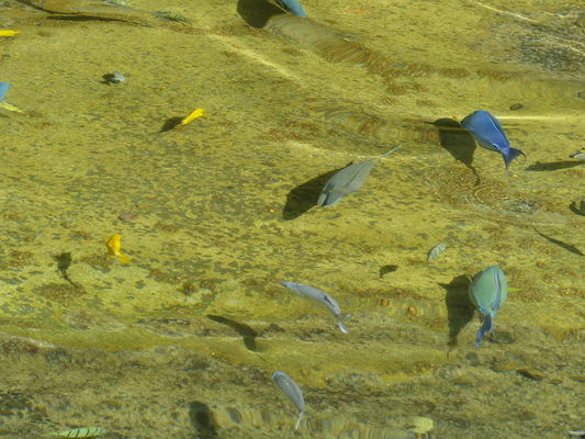 P1060781 (02-23-2017 10:32)