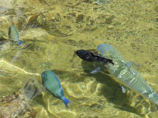 P1060782 (02-23-2017 10:32)