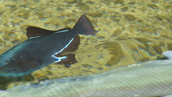 P1060783 (02-23-2017 10:33)