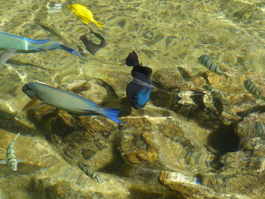 P1060784 (02-23-2017 10:33)