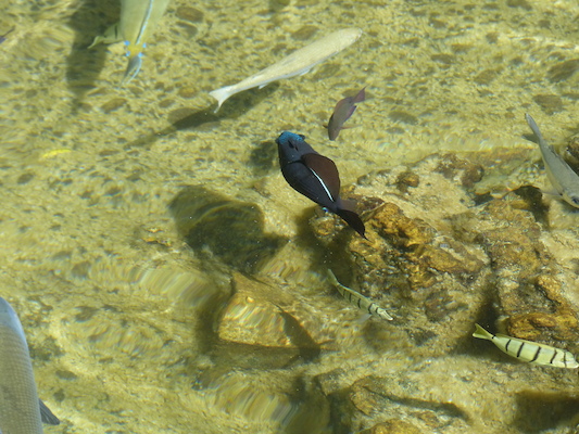 P1060785 (02-23-2017 10:33)