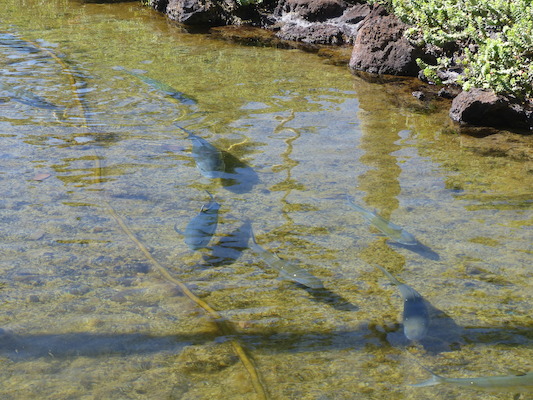 P1060786 (02-23-2017 10:41)