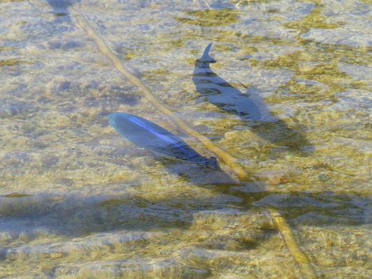 P1060787 (02-23-2017 10:43)