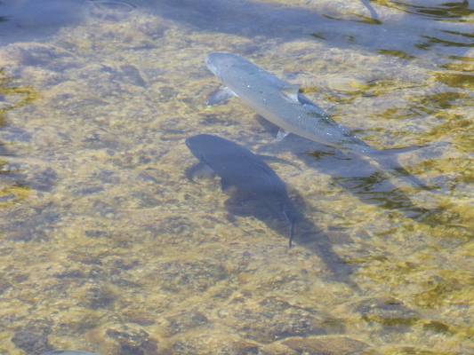 P1060788 (02-23-2017 10:44)