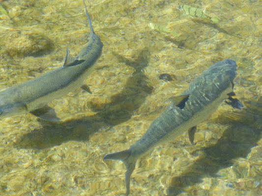 P1060789 (02-23-2017 10:44)