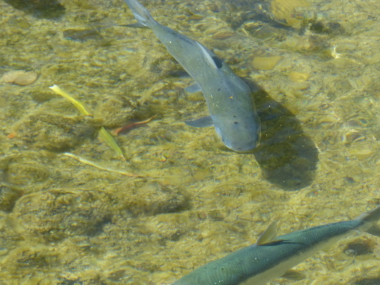 P1060790 (02-23-2017 10:44)