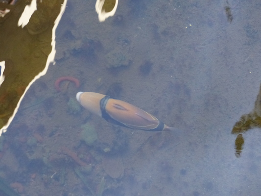 P1060791 (02-23-2017 10:53)