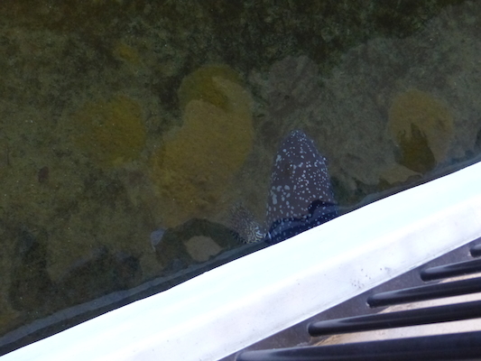 P1060792 (02-23-2017 10:57)