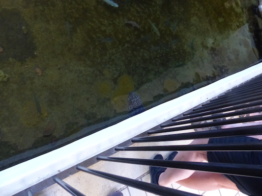 P1060793 (02-23-2017 10:57)