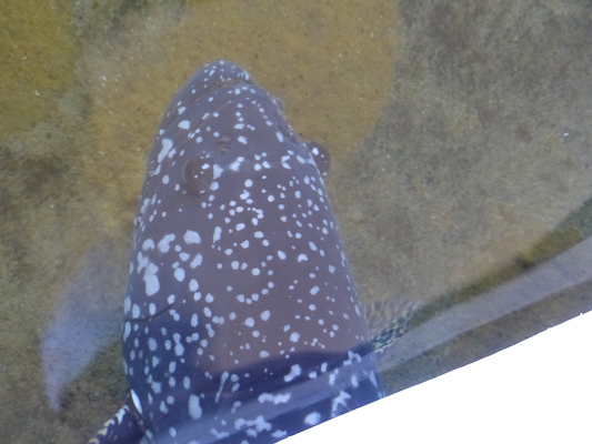 P1060794 (02-23-2017 10:57)