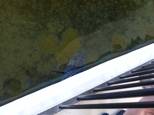 P1060795 (02-23-2017 10:57)