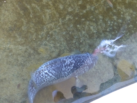 P1060796 (02-23-2017 10:57)