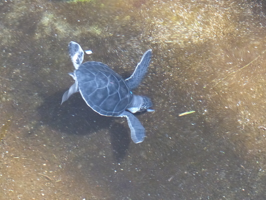 P1060797 (02-23-2017 11:01)