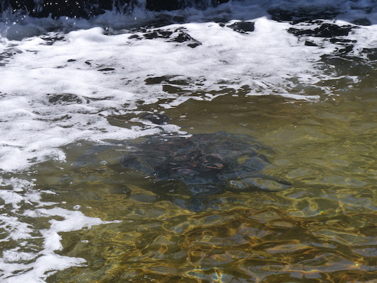 P1060798 (02-23-2017 11:09)