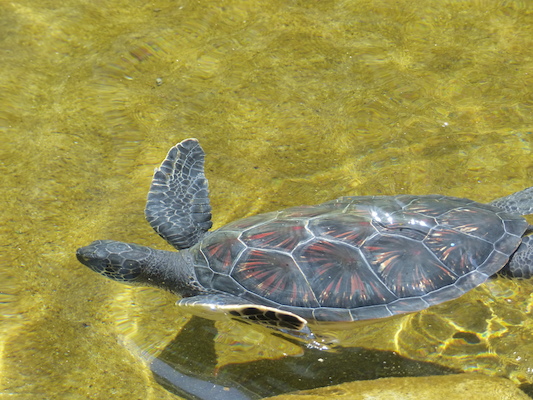 P1060799 (02-23-2017 11:10)