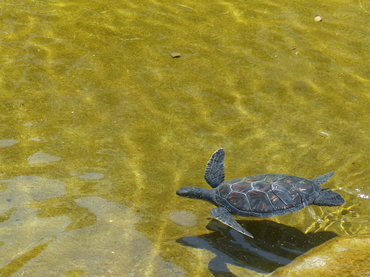 P1060800 (02-23-2017 11:10)