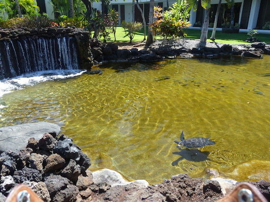 P1060801 (02-23-2017 11:10)