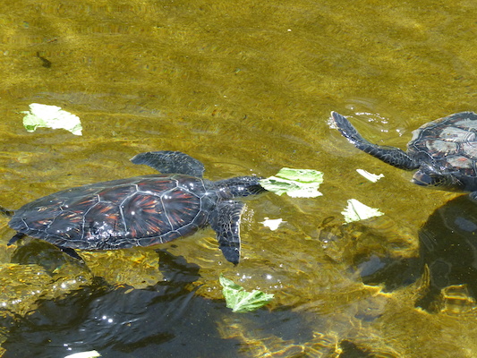 P1060803 (02-23-2017 11:11)