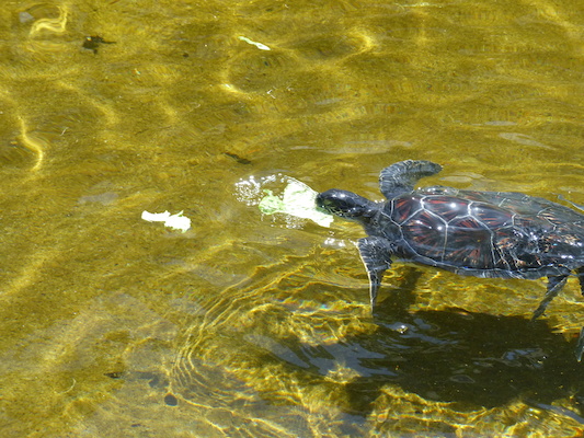 P1060804 (02-23-2017 11:11)