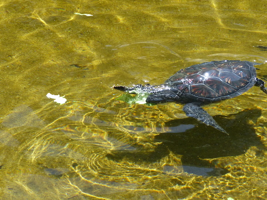 P1060805 (02-23-2017 11:11)