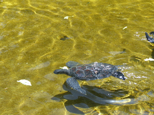 P1060806 (02-23-2017 11:11)