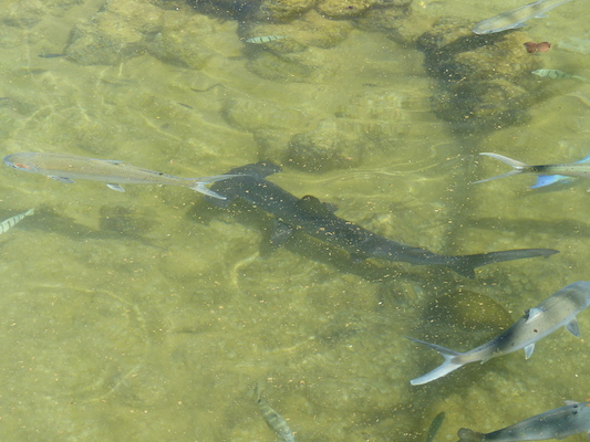 P1060807 (02-23-2017 11:14)