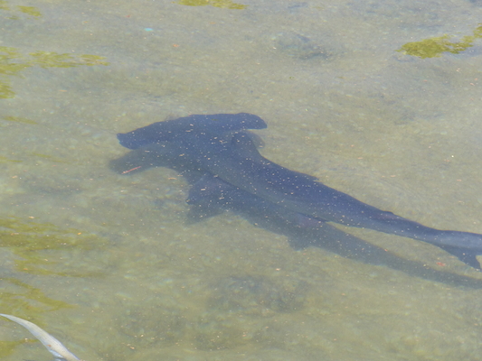 P1060808 (02-23-2017 11:15)