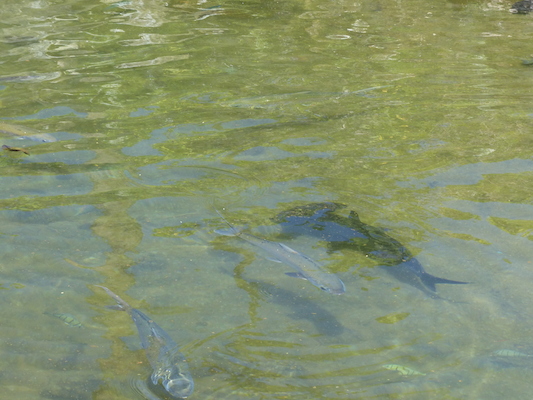 P1060809 (02-23-2017 11:15)