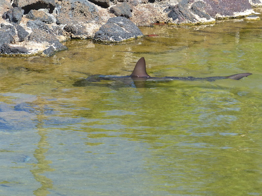 P1060810 (02-23-2017 11:16)