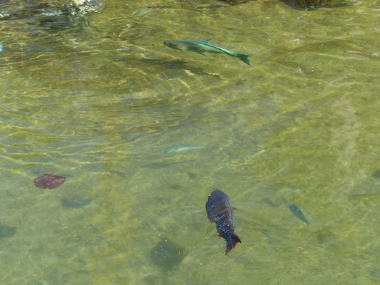 P1060811 (02-23-2017 11:20)