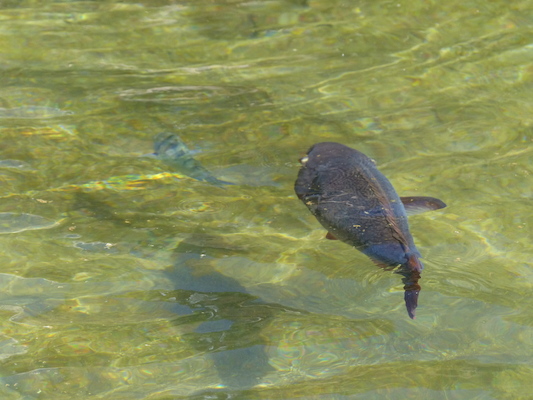 P1060812 (02-23-2017 11:20)