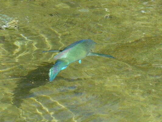 P1060813 (02-23-2017 11:20)