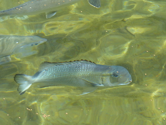 P1060814 (02-23-2017 11:21)