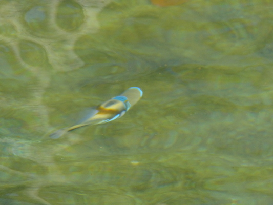 P1060815 (02-23-2017 11:25)