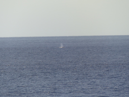 P1060826 (02-23-2017 15:24)