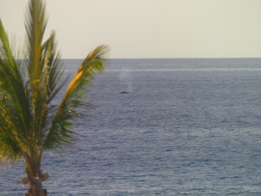 P1060827 (02-23-2017 15:26)