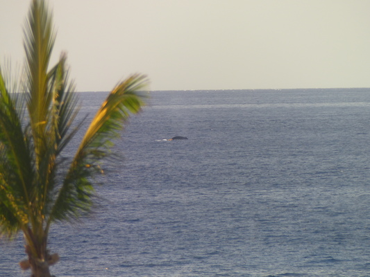 P1060828 (02-23-2017 15:26)