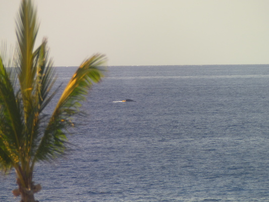 P1060830 (02-23-2017 15:26)