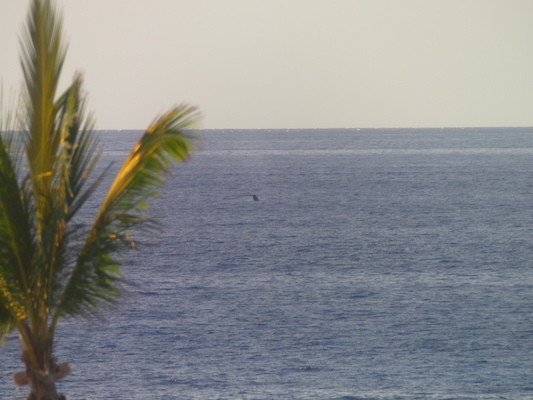 P1060831 (02-23-2017 15:26)