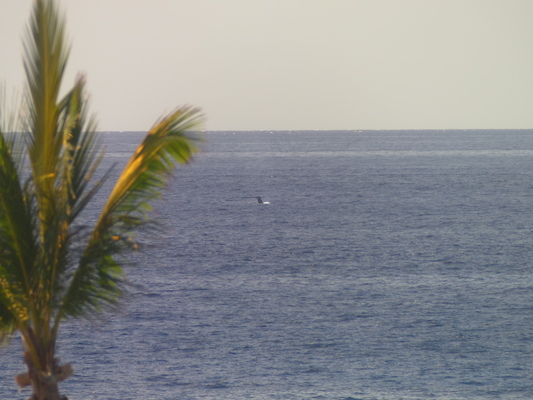 P1060832 (02-23-2017 15:26)