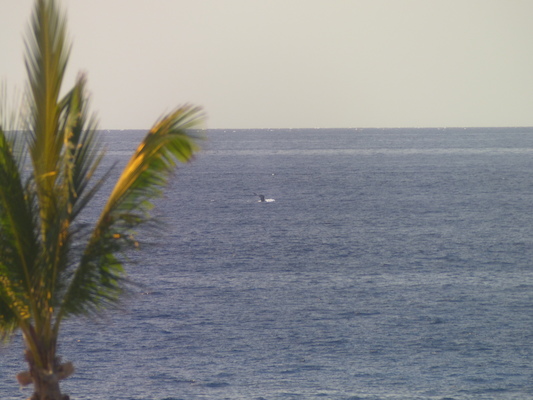 P1060833 (02-23-2017 15:26)