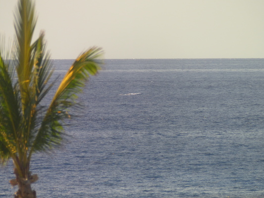 P1060834 (02-23-2017 15:26)