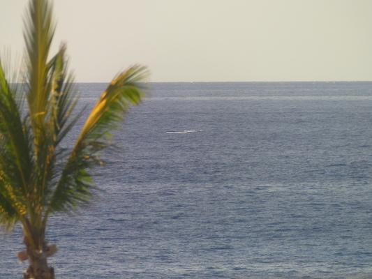 P1060835 (02-23-2017 15:26)