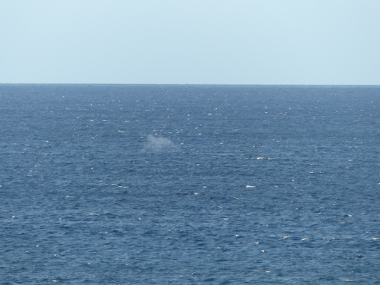 P1060836 (02-23-2017 17:25)