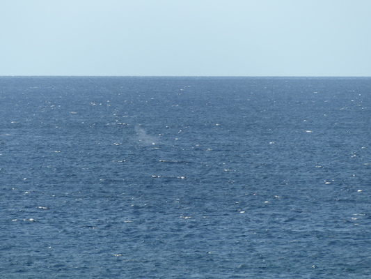 P1060837 (02-23-2017 17:26)