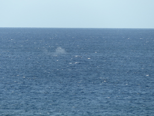 P1060838 (02-23-2017 17:26)