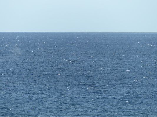 P1060839 (02-23-2017 17:26)